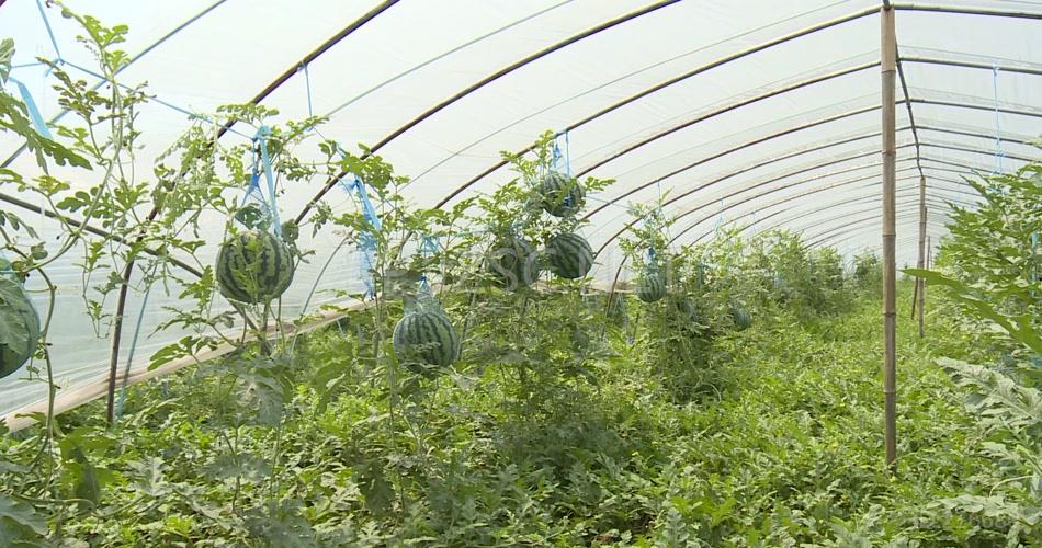 大棚吊西瓜成熟实拍高清视频