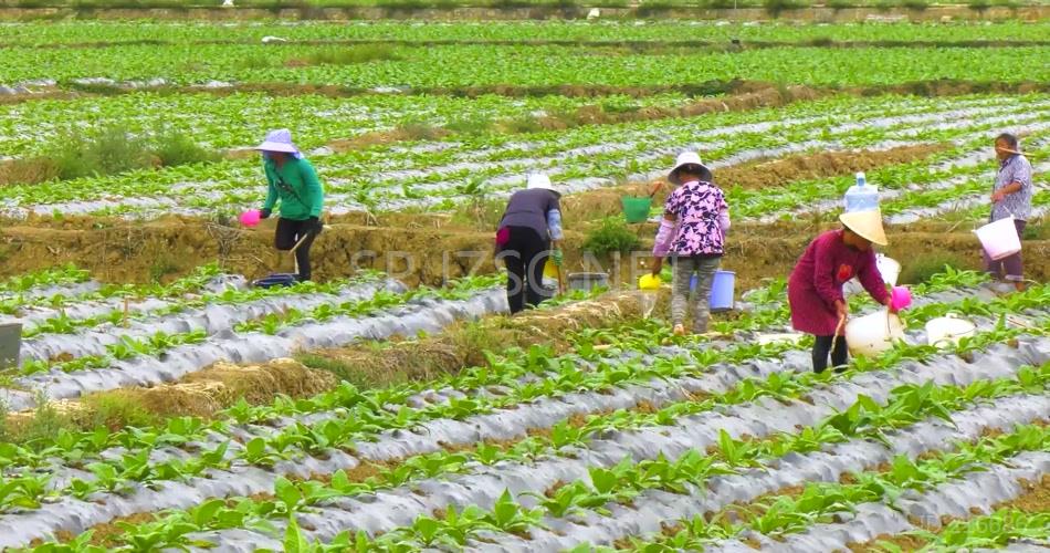 农民挑水灌溉农田高清实拍视频素材