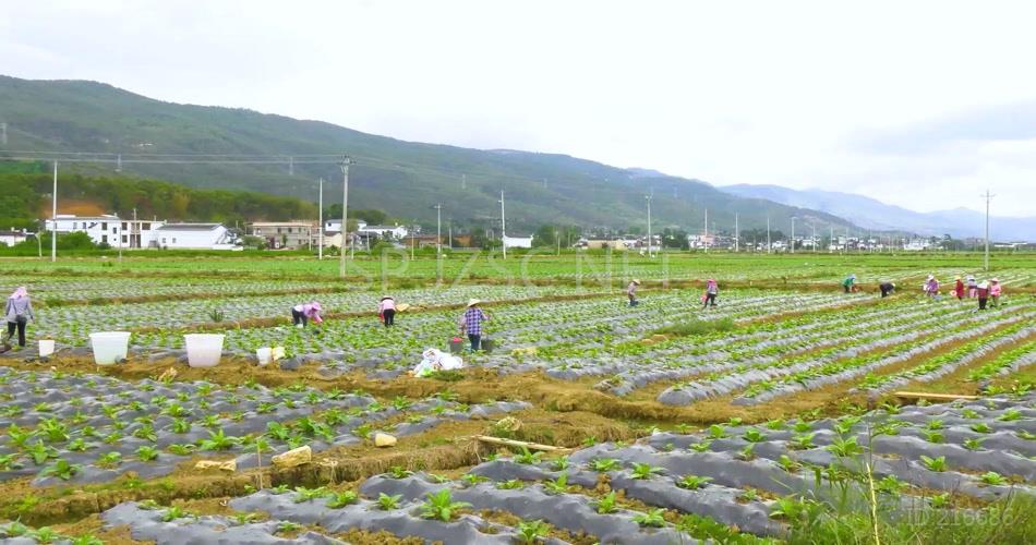 农民挑水灌溉农田高清实拍视频素材