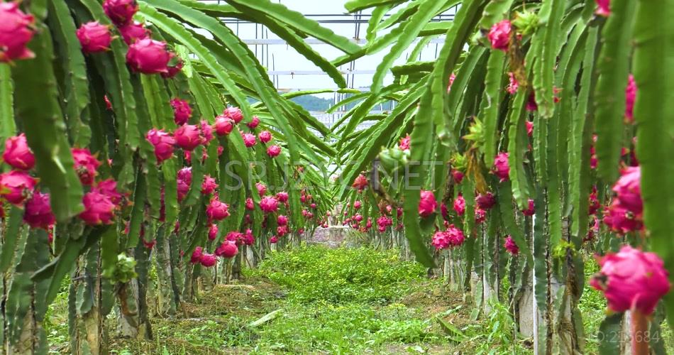 大棚水果种植视频素材