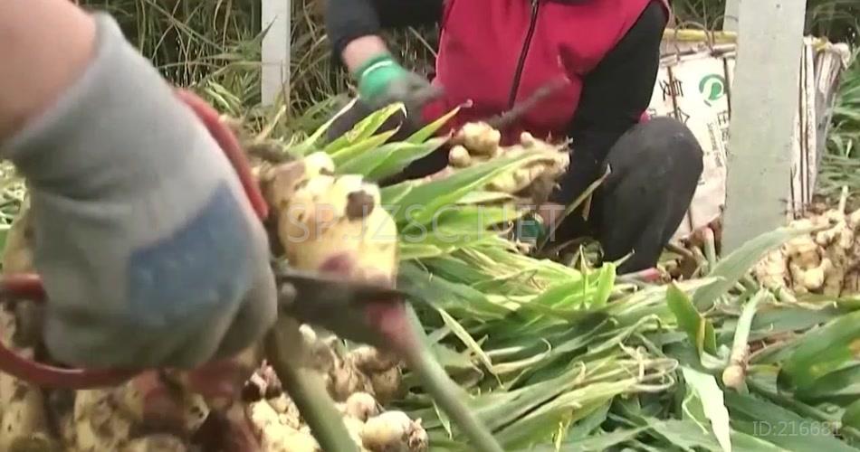 实拍生姜大姜种植收获加工视频素材