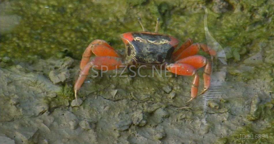 香港湿地公园建设生态环境绿草大自然高清视频实拍