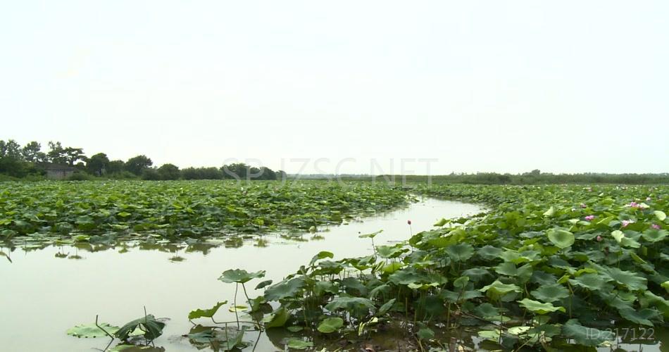 夏日湿地荷花实拍高清视频