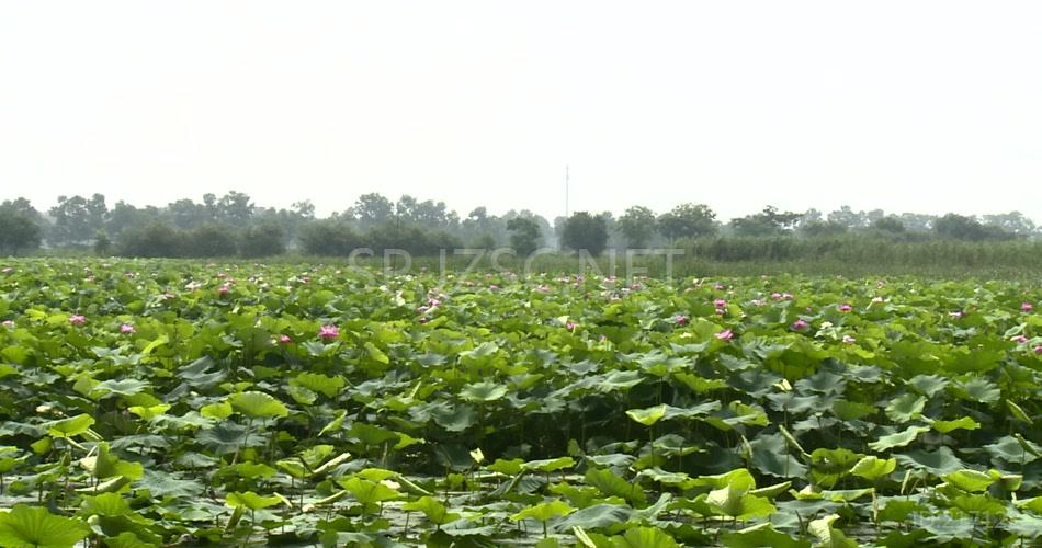 夏日湿地荷花实拍高清视频