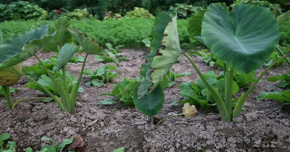 茄子 青豆角 芋头苗 芝麻 4K超清视频