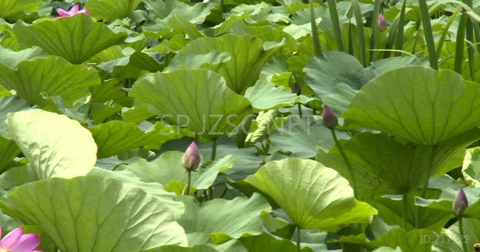 夏日湿地荷花实拍高清视频