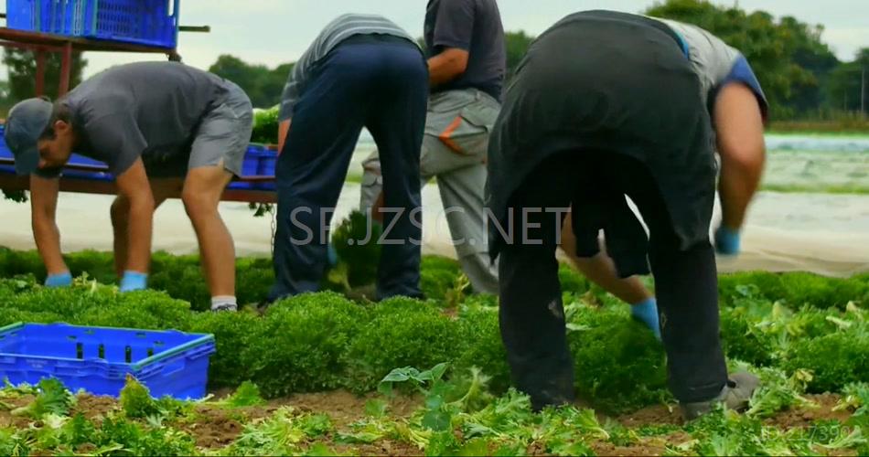 农场宣传片机械化收获蔬菜