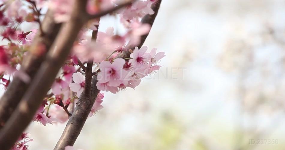 唯美浪漫实拍特写春天樱花背景视频