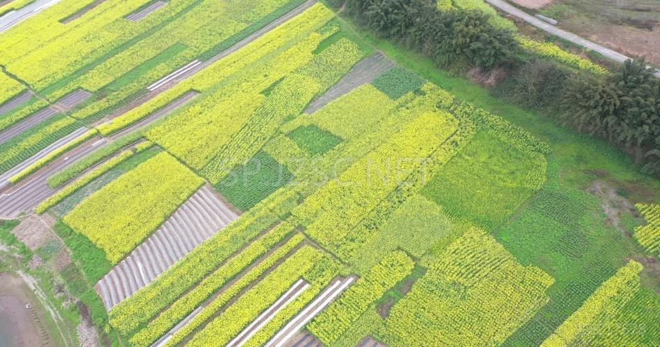 航拍 油菜花地 鸟瞰菜花 高清视频 素材 实拍 田园 田野 农地 花卉