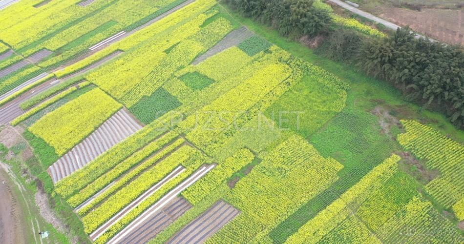 航拍 油菜花地 鸟瞰菜花 高清视频 素材 实拍 田园 田野 农地 花卉