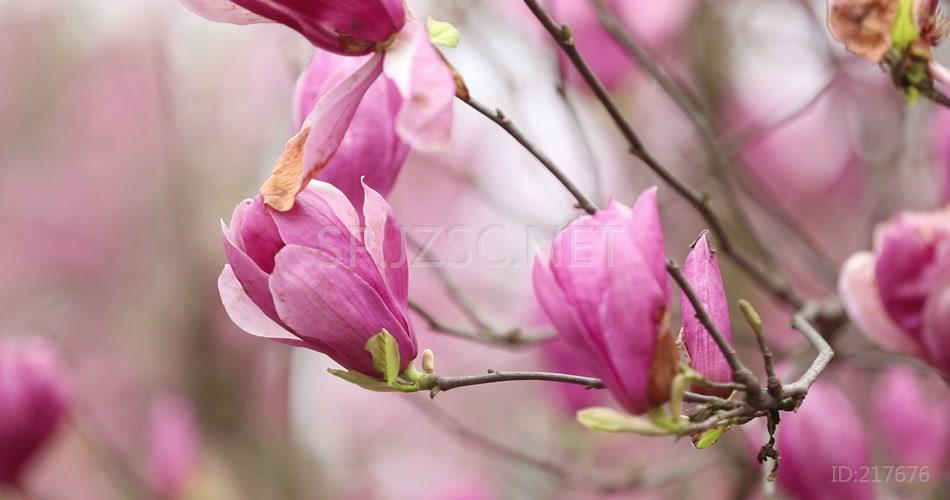 高清视频 实拍素材 玉兰花 特写 唯美 好看花卉