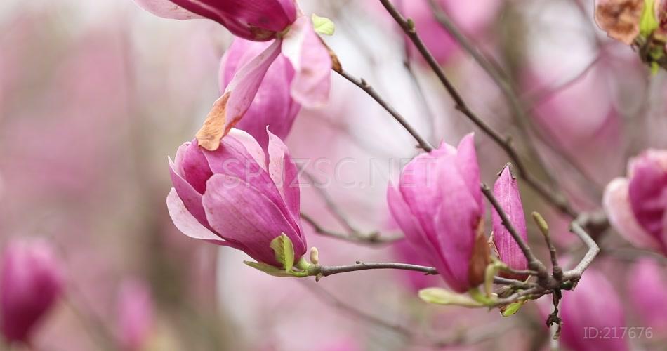 高清视频 实拍素材 玉兰花 特写 唯美 好看花卉