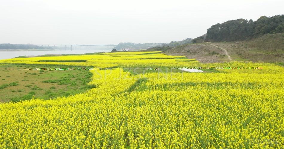 航拍 油菜花地 鸟瞰菜花 高清视频素材