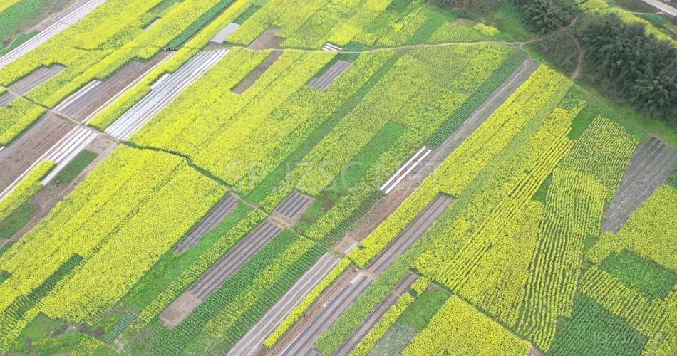 航拍 油菜花地 鸟瞰菜花 高清视频 素材 实拍 田园 田野 农地 花卉