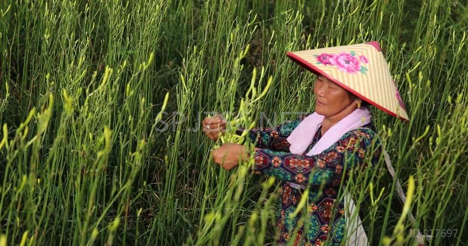 实拍黄花菜加工生产线现代化农业视频素材