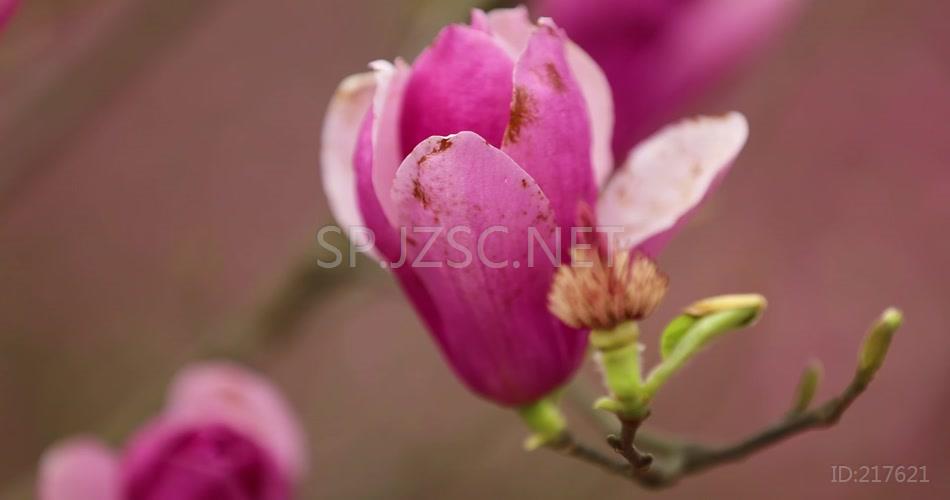 高清视频 实拍素材 玉兰花 特写 唯美 好看 花骨朵 花林