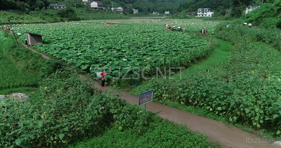 荷花 荷塘 荷叶 航拍 高清视频 实拍 旅游 风光