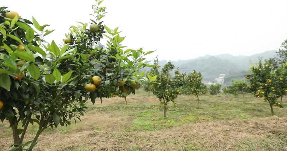 柑橘 种植 树 植物 鹅柑 高清视频素材 (1)