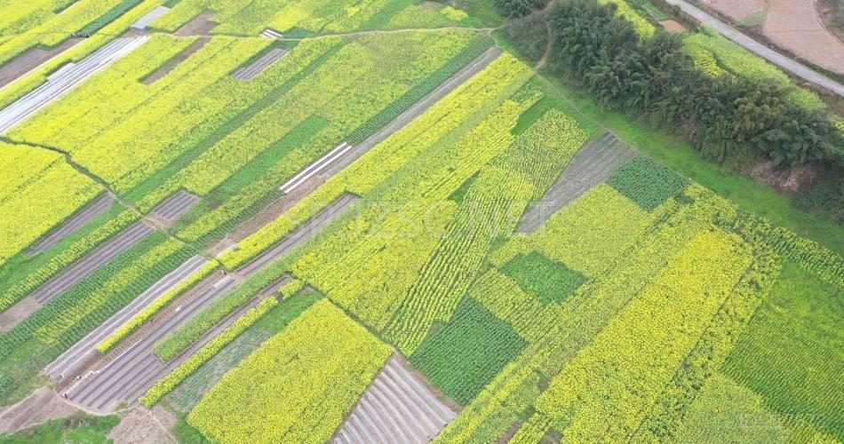 航拍 油菜花地 鸟瞰菜花 高清视频 素材 实拍 田园 田野 农地 花卉