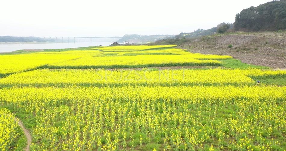 航拍 油菜花地 鸟瞰菜花 高清视频素材