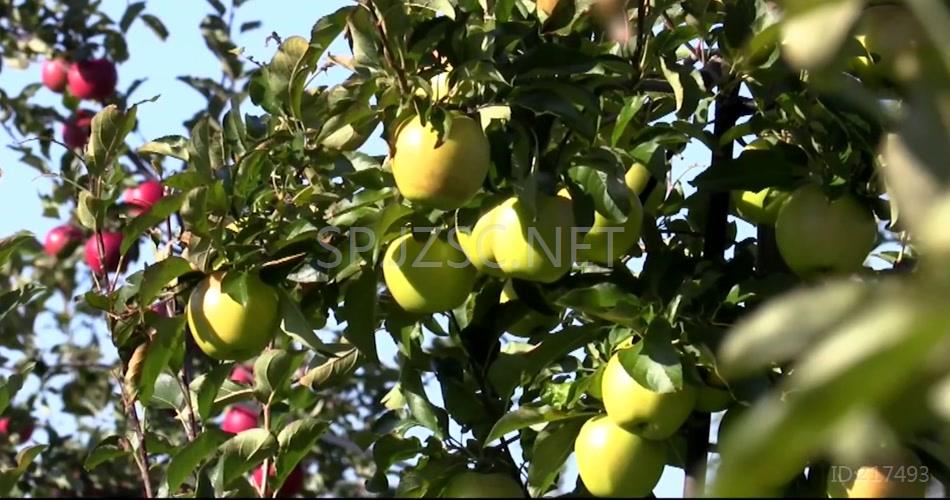 苹果 种植园 唯美 风光片 苹果园 果树