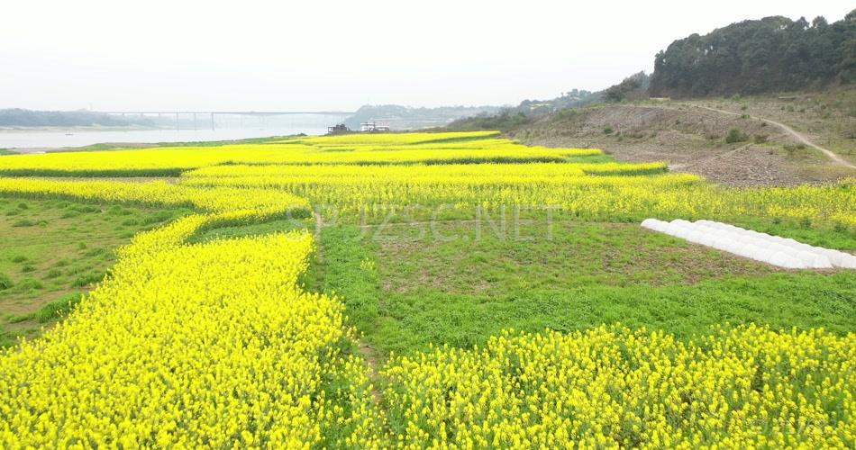 航拍 油菜花地 鸟瞰菜花 高清视频素材