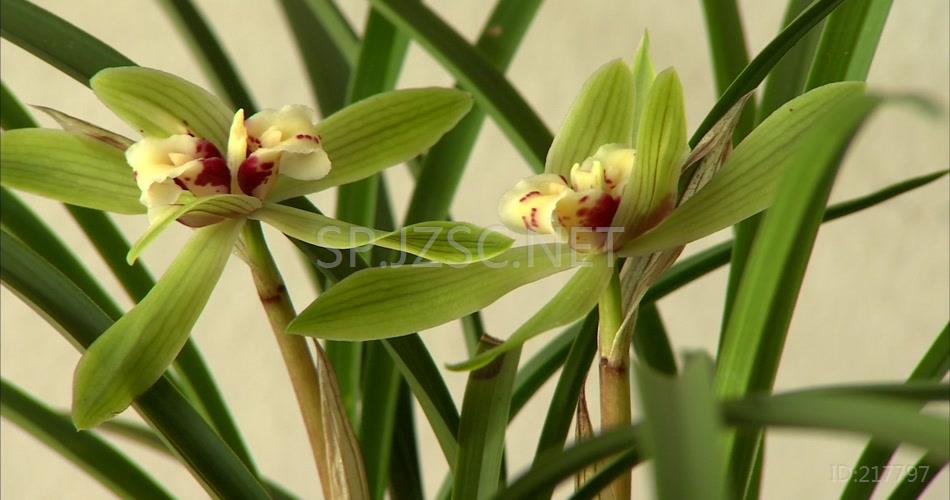 兰花 特写 实拍视频素材 兰花特写 花卉 花蕊 