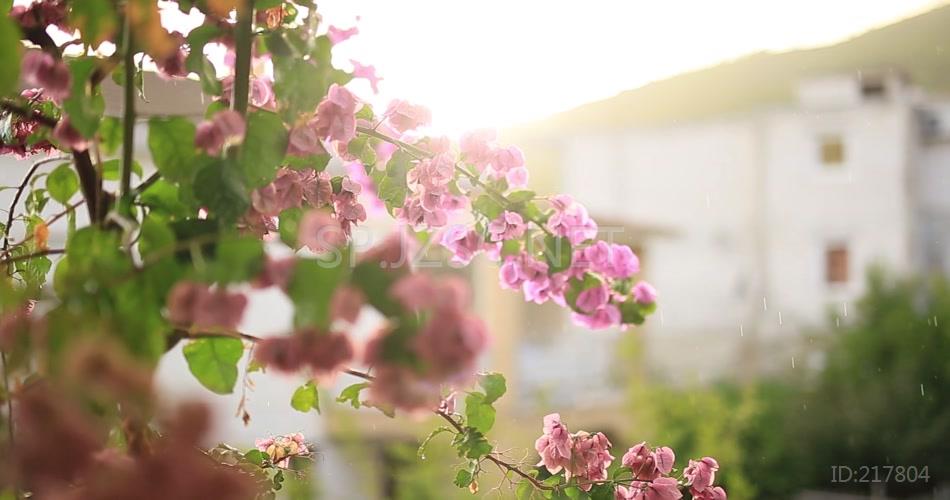 春季下雨鲜花花朵花瓣盛开自然美景视频素材