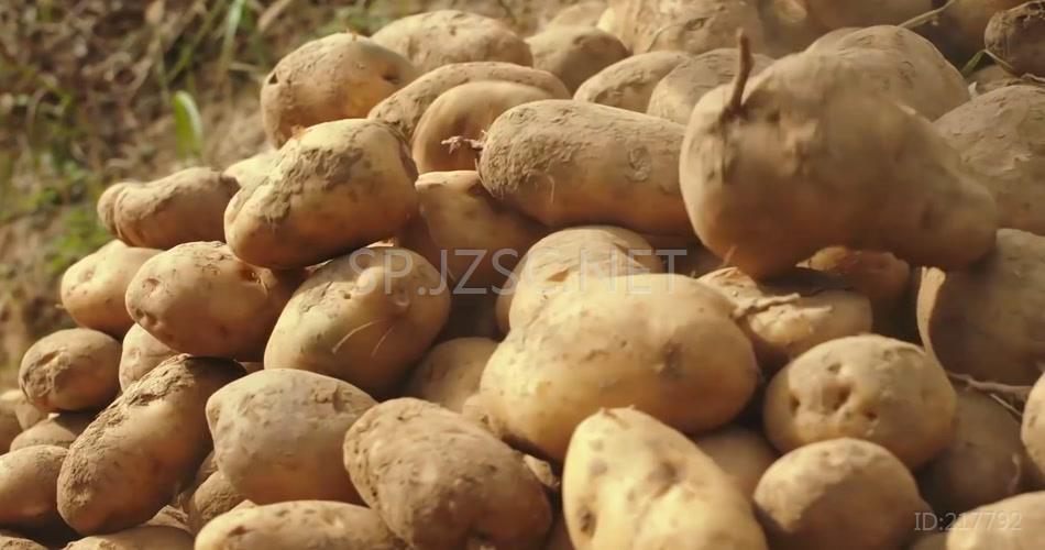 农业农田挖土豆马铃薯实拍视频素材