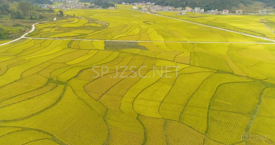 航拍一望无际稻田新农村农业发展背景视频