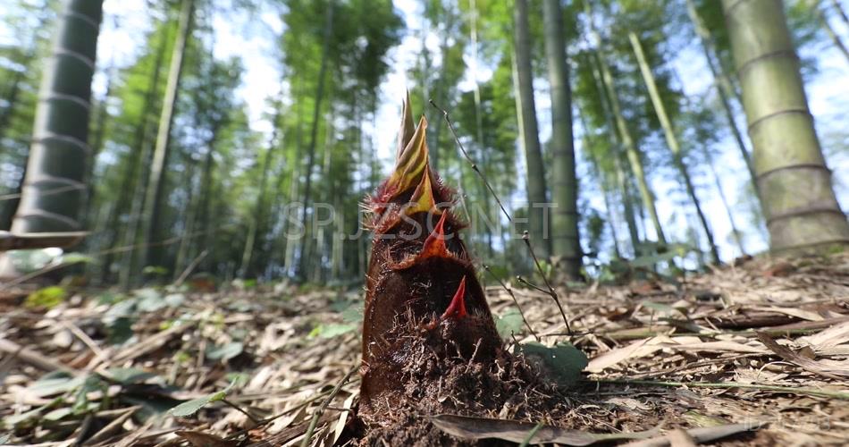 竹笋 竹林 竹子 竹经济 竹林 高清视频 素材 实拍竹林风景线 竹下经济